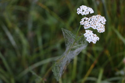 Close-up of flowering plant