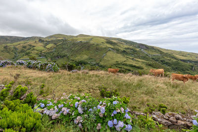 Scenic view of grassy field against cloudy sky