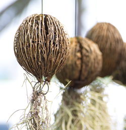 Close-up of banana hanging on plant