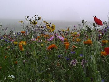 Close-up of poppies blooming on field against sky