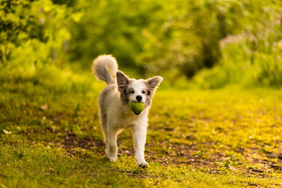 Portrait of dog running on field