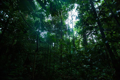 View of trees in forest