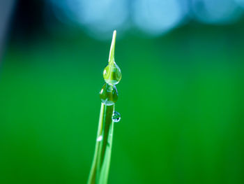 Close-up of water drop on grass