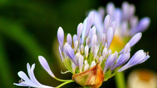 Close-up of purple flowering plant