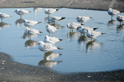 High angle view of swans in lake