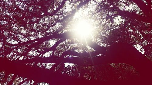 Low angle view of sunlight streaming through trees