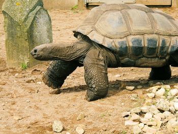 Close-up of tortoise