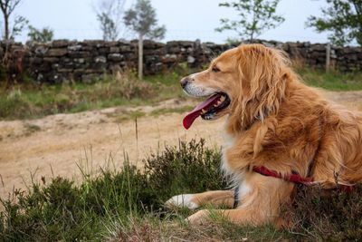 Rear view of golden retriever relaxing on field