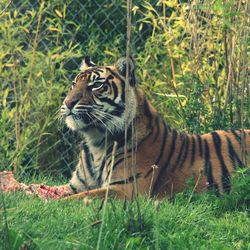 Tiger in grass