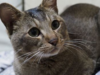 Close-up portrait of cat