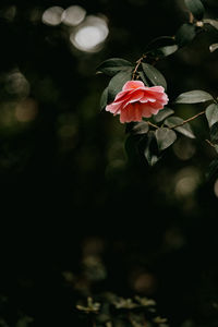 Close-up of pink rose flower