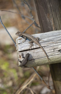Female eastern fence lizard sceloporus consobrinus approaching a large male on a wooden post