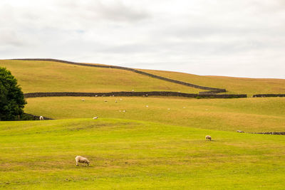 Sheep grazing in a field