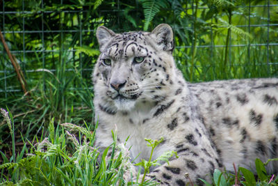 Portrait of a cat on grass