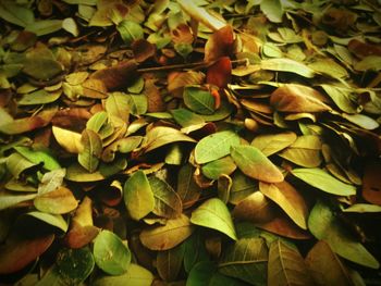 Full frame shot of leaves