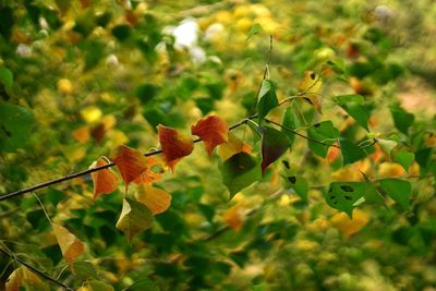 Close-up of autumnal leaves