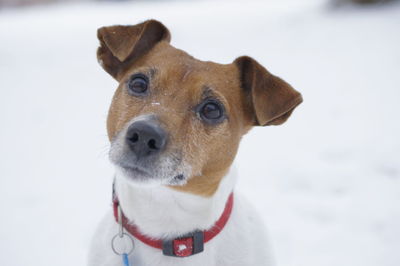 Portrait of jack russell terrier on field during winter