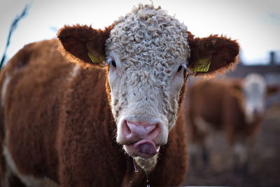 Close-up portrait of horse against sky