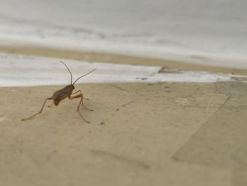 Close-up of insect on wall