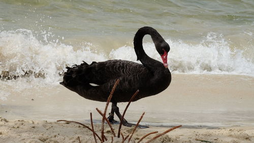 Black swan at beach