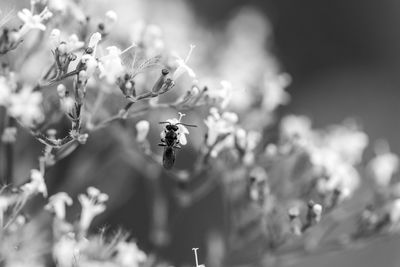 Close-up of bee pollinating flower