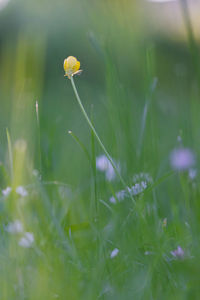 Close-up of yellow flowering plant on field