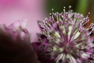 Close-up of water drops on flower