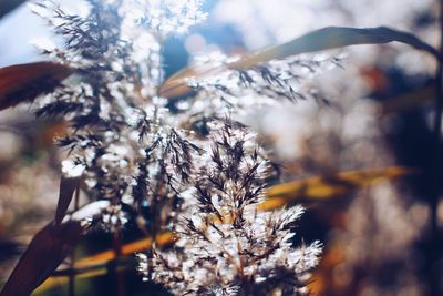 Close-up of frozen plant during winter
