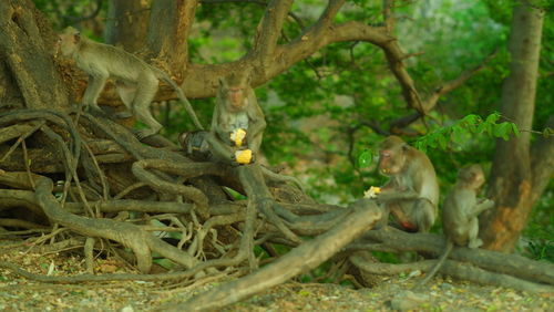 View of monkey on tree