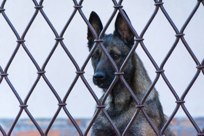 Close-up of dog