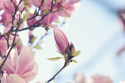 Close-up of fresh pink flowers blooming against sky