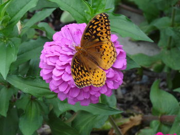 High angle view of butterfly on purple flower