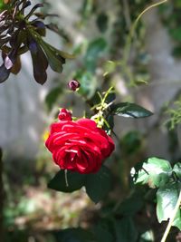 Close-up of red rose blooming outdoors