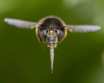 Close-up of insect on leaf