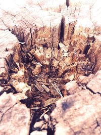 Rocks on tree trunk