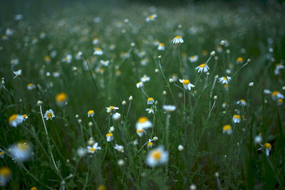 Wide field of matricaria chamomilla recutita, known as chamomile, camomile or scented mayweed.