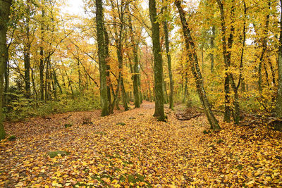 Trees growing in forest during autumn