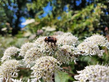 Close-up of bee pollinating on flower
