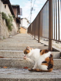 Cat sitting on steps outside