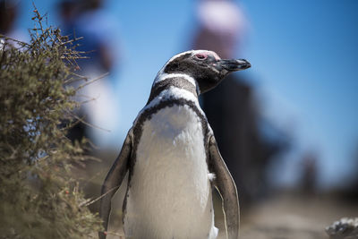 Close-up of a bird looking away