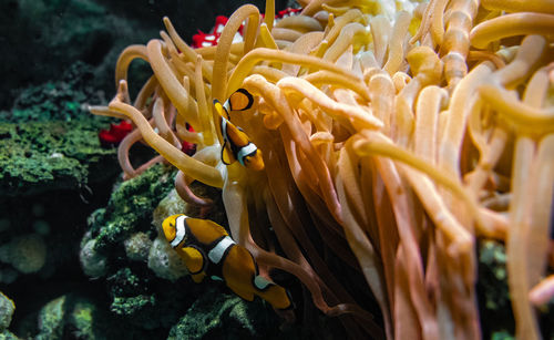 Close-up of coral in sea