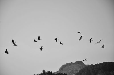 Low angle view of birds flying against clear sky