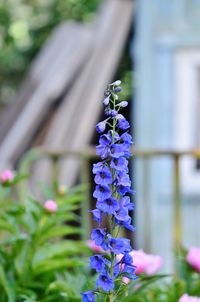 Close-up of purple flowering plant