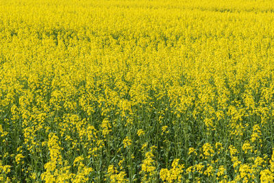 Scenic view of oilseed rape field