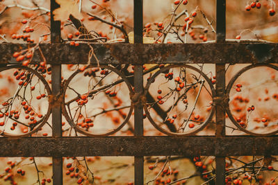 Close-up of fruits growing on branches by rusty metallic railing