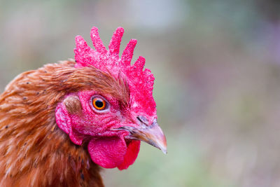 Close-up of rooster