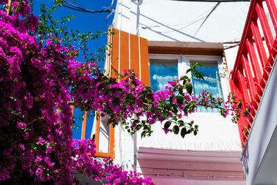 Blooming bougainvillea flower with greek traditional house in background