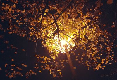 Low angle view of trees at sunset