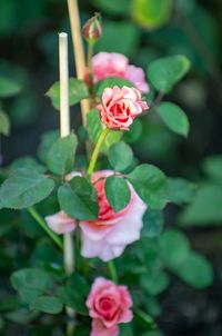 Close-up of pink rose