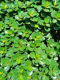 Full frame shot of leaves floating on lake